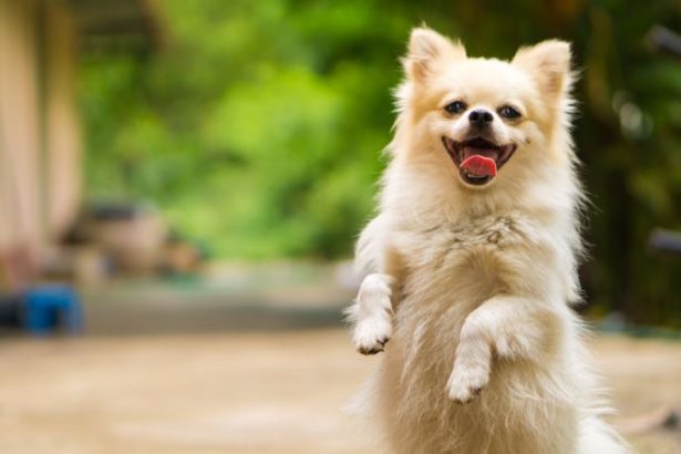 Bruno Rodrigues Quintas