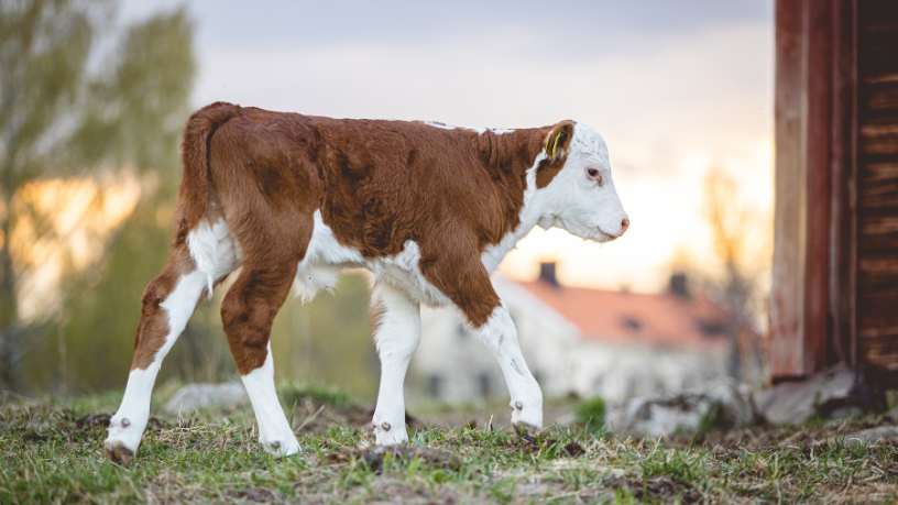 Aldo Vendramin destaca que fertilidade regenerativa aumenta produtividade com sustentabilidade de longo prazo.