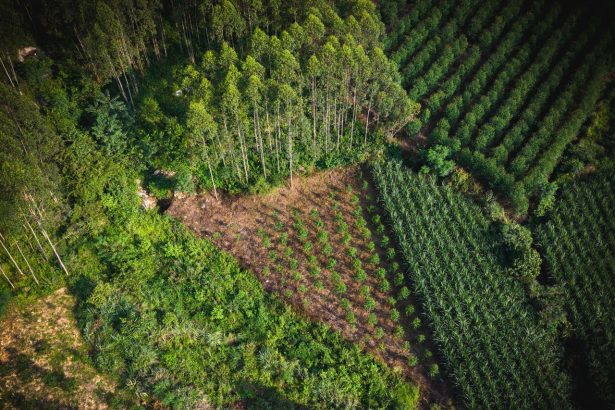 Vista aérea de uma floresta verde ao lado de áreas agrícolas com padrões organizados.