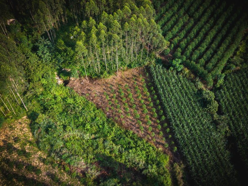 Vista aérea de uma floresta verde ao lado de áreas agrícolas com padrões organizados.